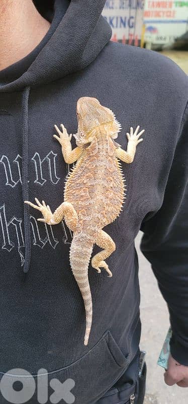 شارع الموسوي 5