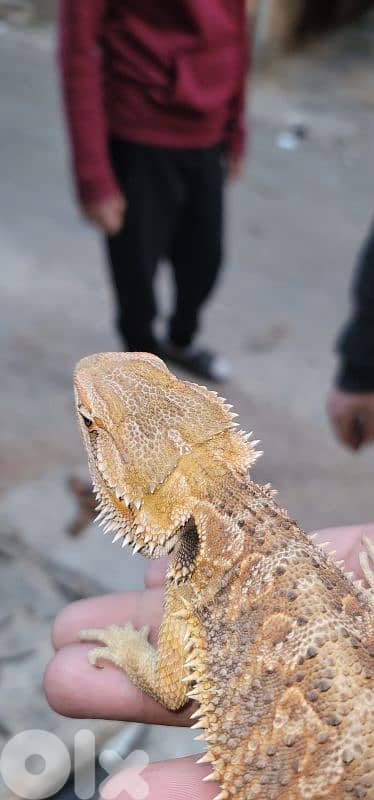 شارع الموسوي 6