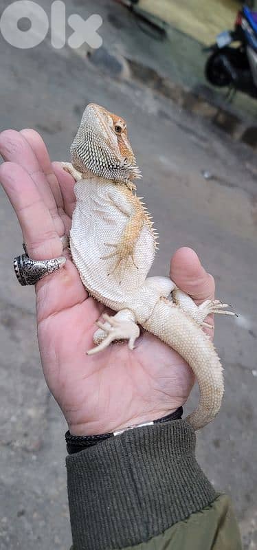 شارع الموسوي 7