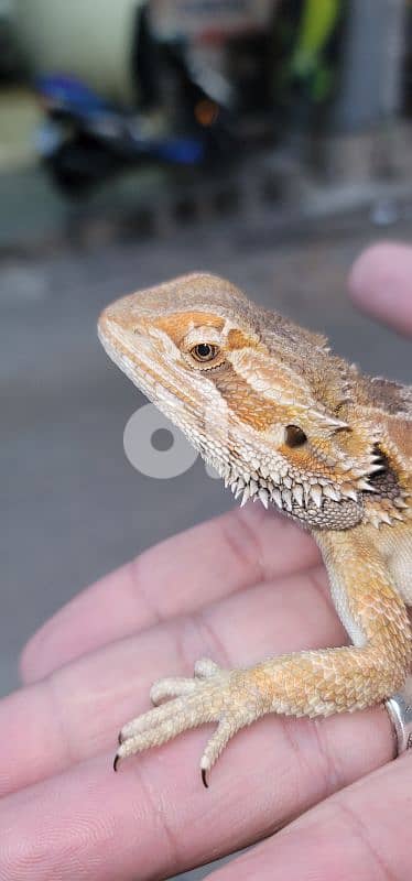 شارع الموسوي 9