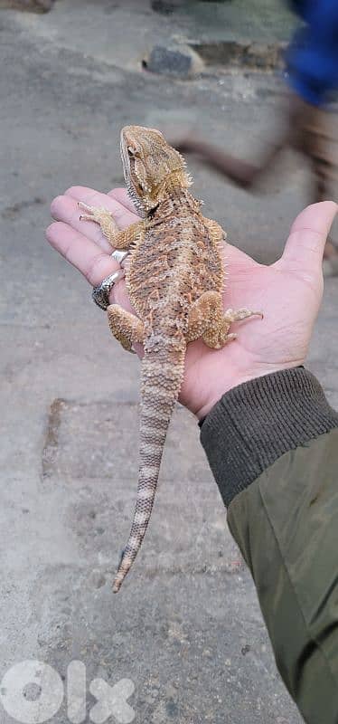 شارع الموسوي 10