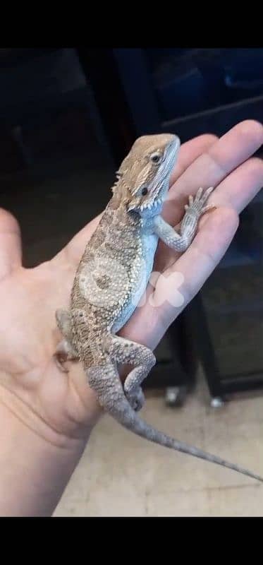 شارع الموسوي