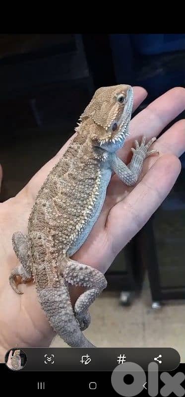 شارع الموسوي 1