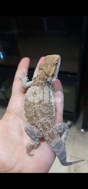 شارع الموسوي 2