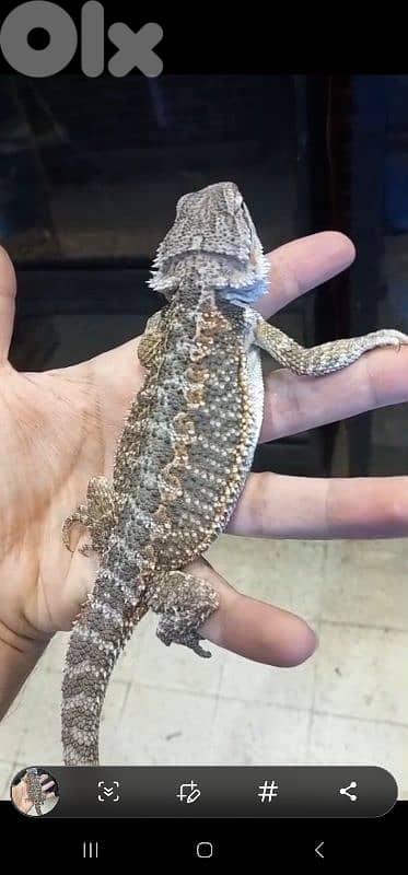 شارع الموسوي 3