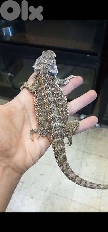 شارع الموسوي 4