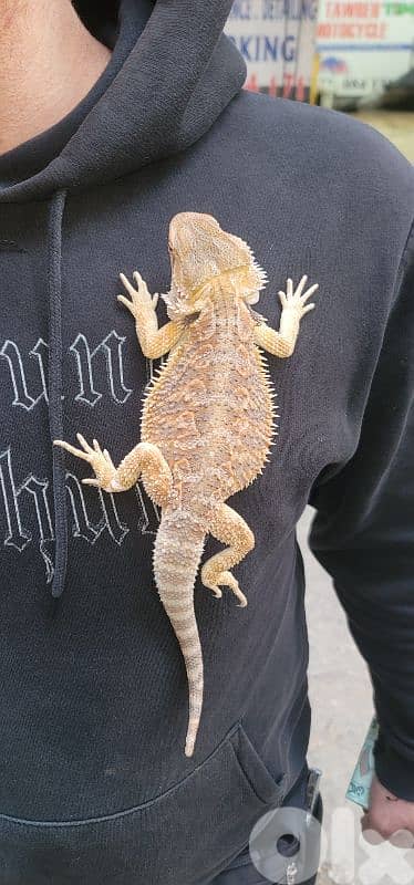 شارع الموسوي 5