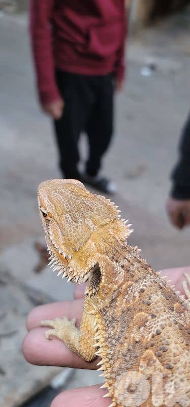 شارع الموسوي 6