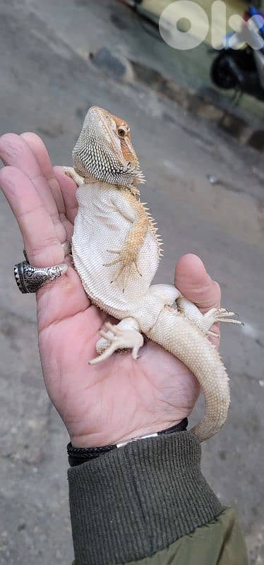 شارع الموسوي 7