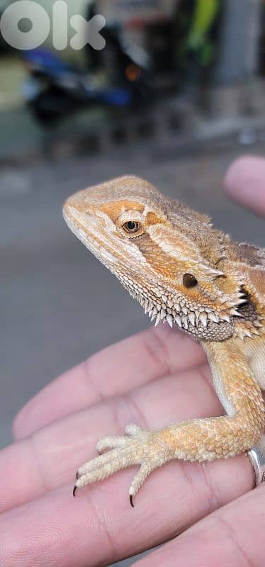 شارع الموسوي 8