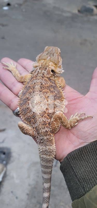 شارع الموسوي 9