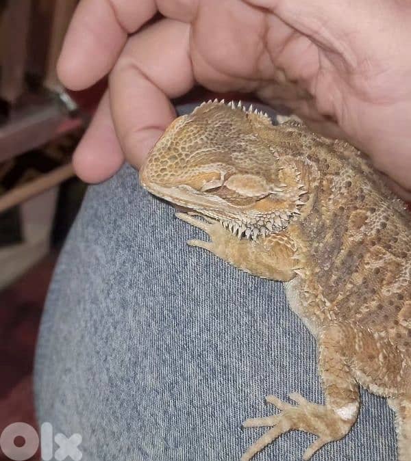 شارع الموسوي 10