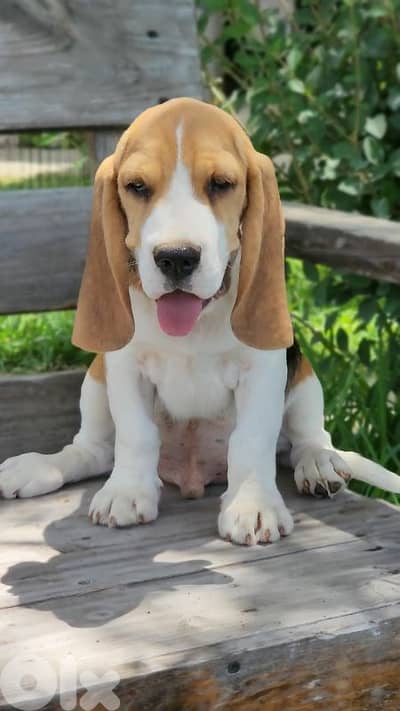 beagle
