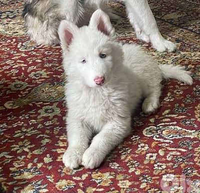 syberian husky , pure breed