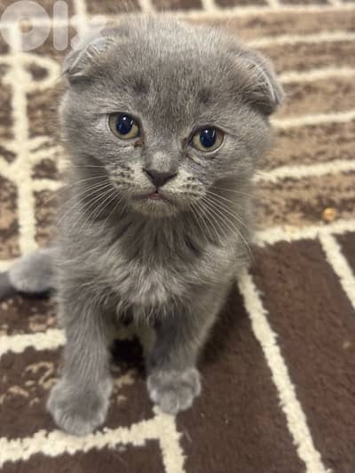 محتار شو بدك تهدي على الكريسماس؟