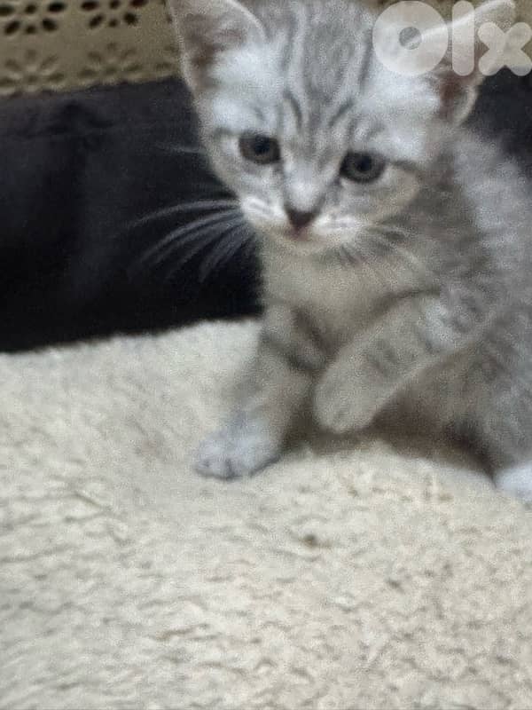 محتار شو بدك تهدي على الكريسماس؟ 1