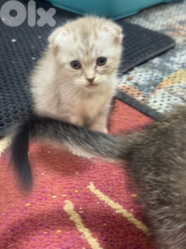 محتار شو بدك تهدي على الكريسماس؟ 2