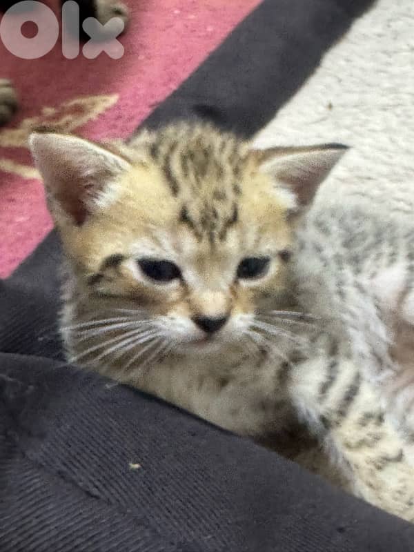 محتار شو بدك تهدي على الكريسماس؟ 3