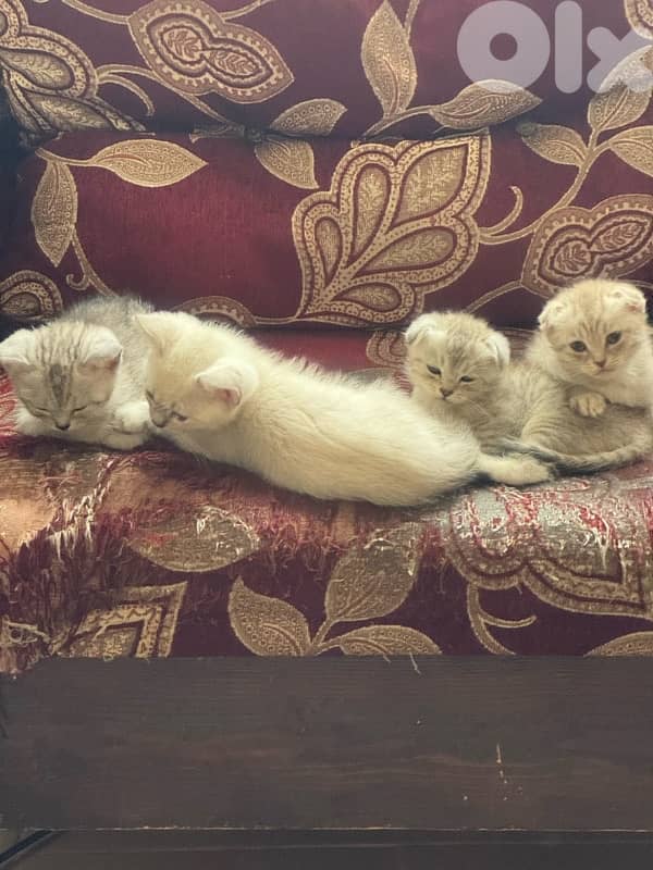 محتار شو بدك تهدي على الكريسماس؟ 4