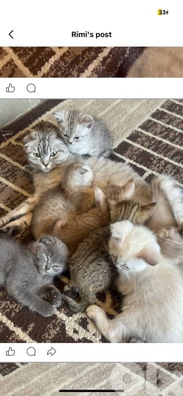 محتار شو بدك تهدي على الكريسماس؟ 5