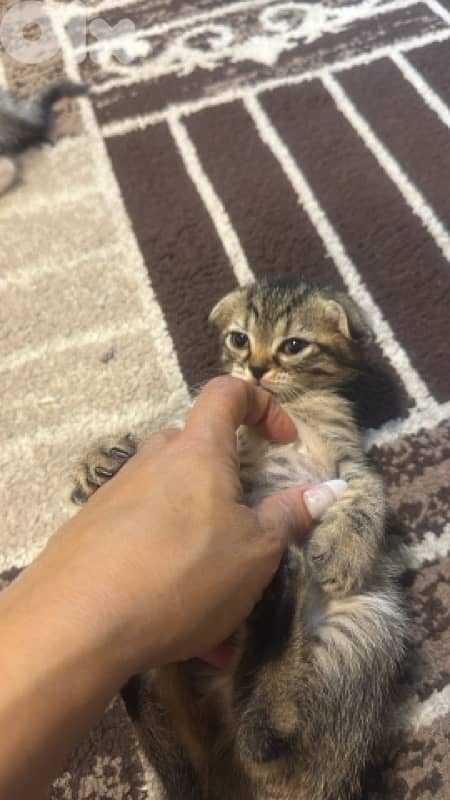 محتار شو بدك تهدي على الكريسماس؟ 6