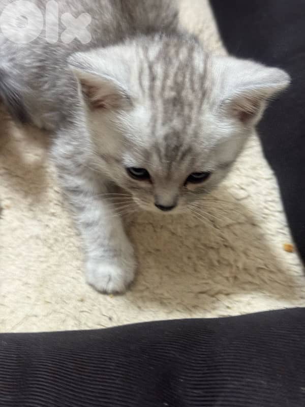 محتار شو بدك تهدي على الكريسماس؟ 8