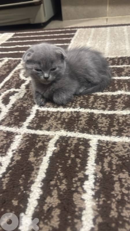 محتار شو بدك تهدي على الكريسماس؟ 9