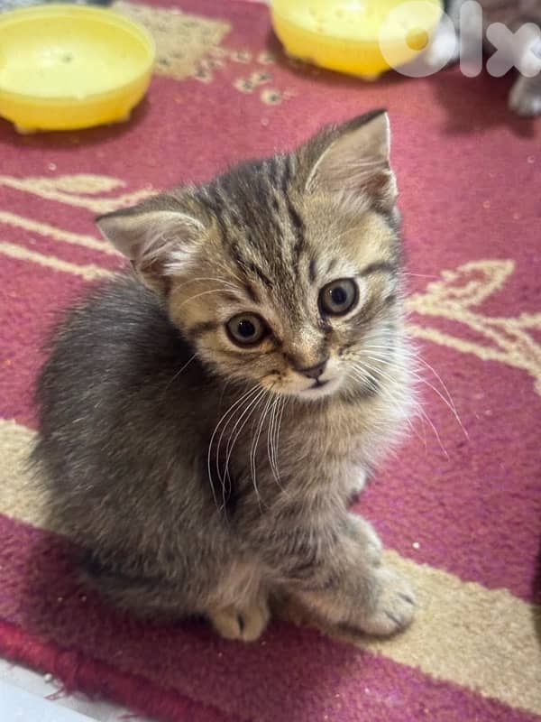 محتار شو بدك تهدي على الكريسماس؟ 10