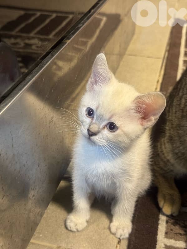 محتار شو بدك تهدي على الكريسماس؟ 11