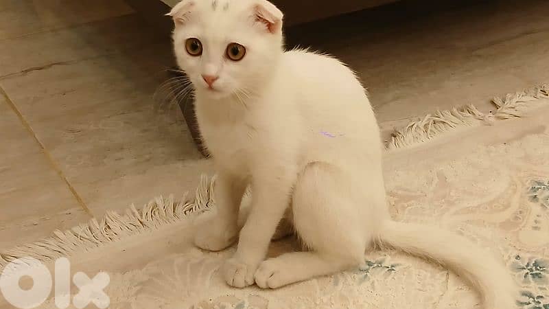 Scottish Fold 1