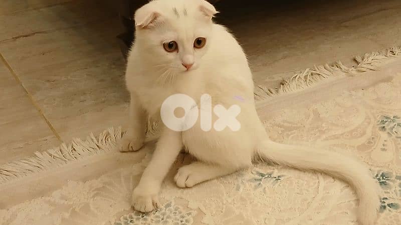 Scottish Fold 2