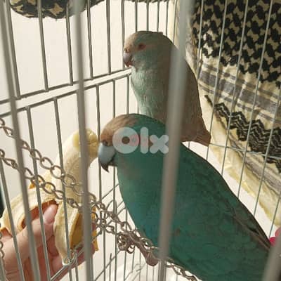 كاكاريكي kakariki