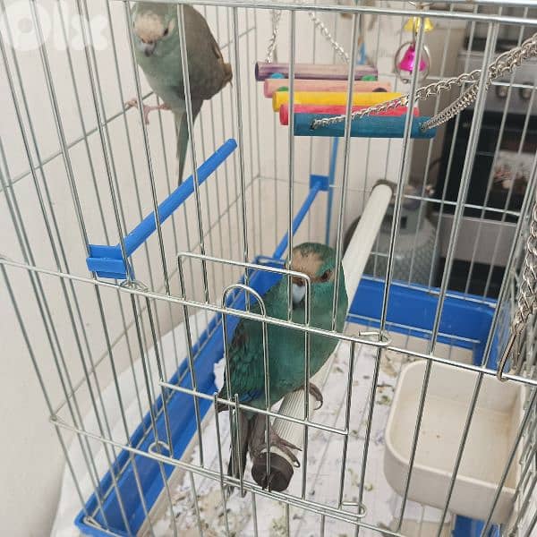 كاكاريكي kakariki 1