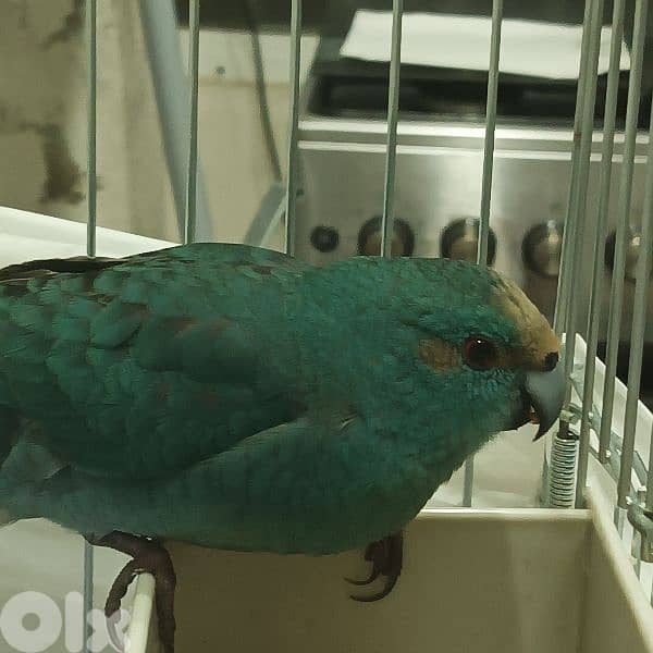 كاكاريكي kakariki 3