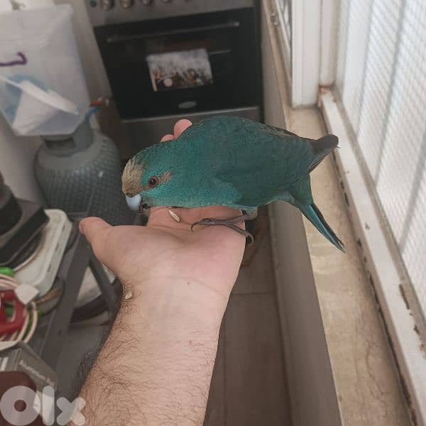 كاكاريكي kakariki 4