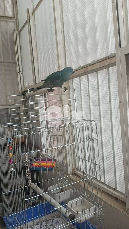 كاكاريكي kakariki 5