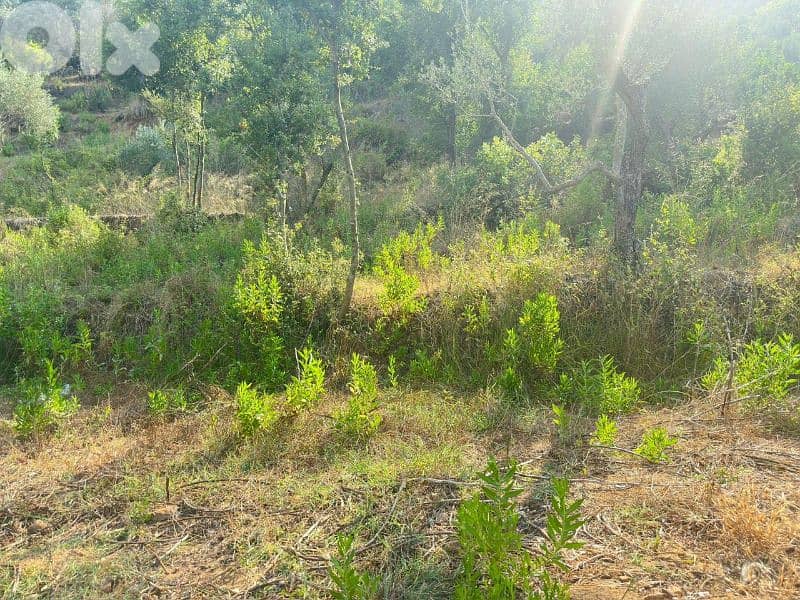 ارض للبيع في دميت 1