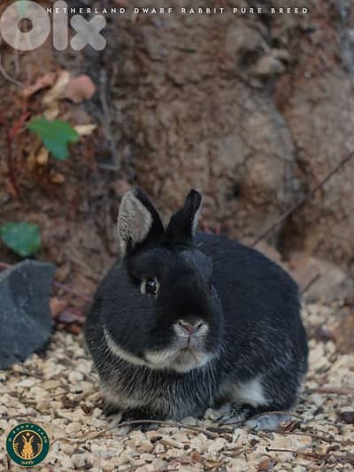 جميع سلالات الأرانب أجنبية نقية -  rabbit pure breed