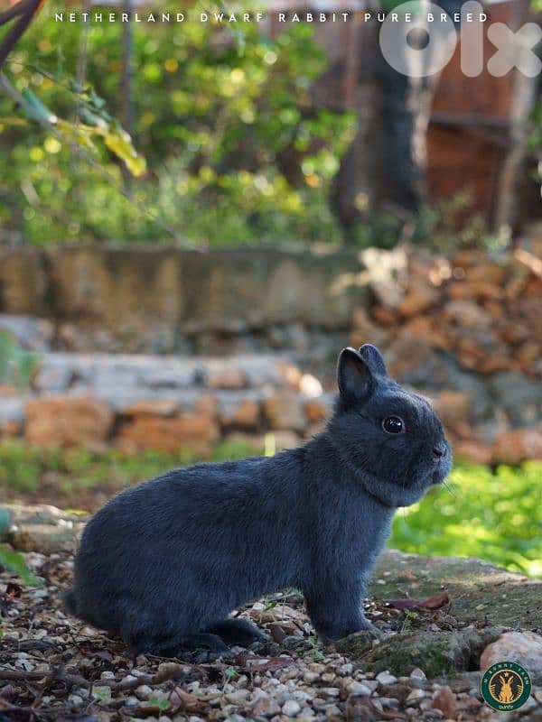 جميع سلالات الأرانب أجنبية نقية -  rabbit pure breed 1