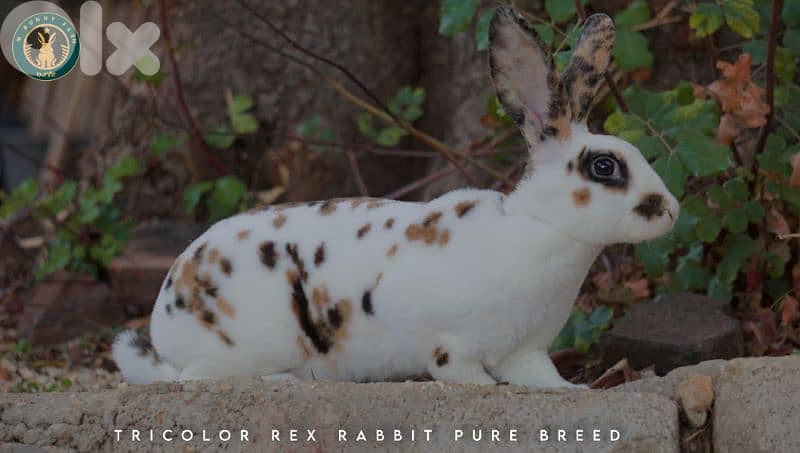 جميع سلالات الأرانب أجنبية نقية -  rabbit pure breed 2