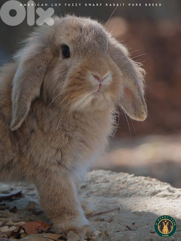 جميع سلالات الأرانب أجنبية نقية -  rabbit pure breed 3