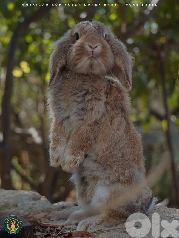 جميع سلالات الأرانب أجنبية نقية -  rabbit pure breed 4