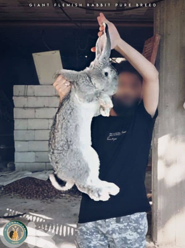 جميع سلالات الأرانب أجنبية نقية -  rabbit pure breed 6