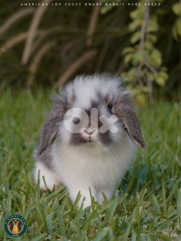 جميع سلالات الأرانب أجنبية نقية -  rabbit pure breed 7