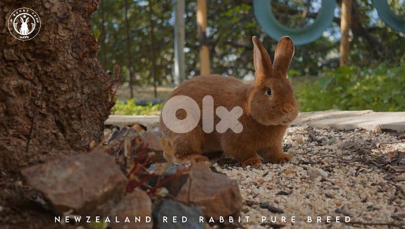 جميع سلالات الأرانب أجنبية نقية -  rabbit pure breed 8