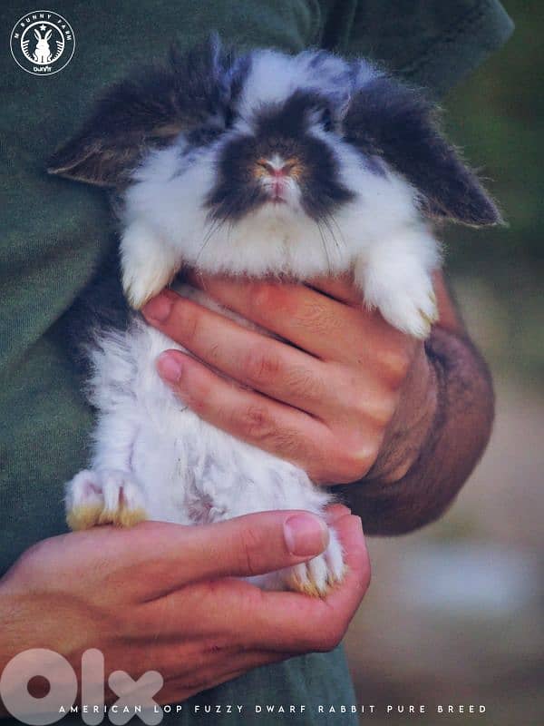 جميع سلالات الأرانب أجنبية نقية -  rabbit pure breed 9