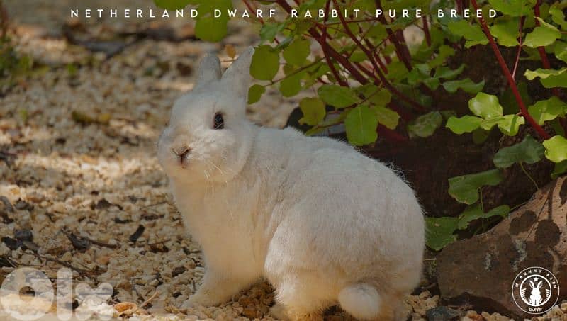 جميع سلالات الأرانب أجنبية نقية -  rabbit pure breed 10