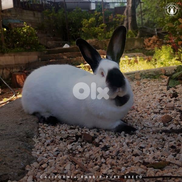 جميع سلالات الأرانب أجنبية نقية -  rabbit pure breed 11