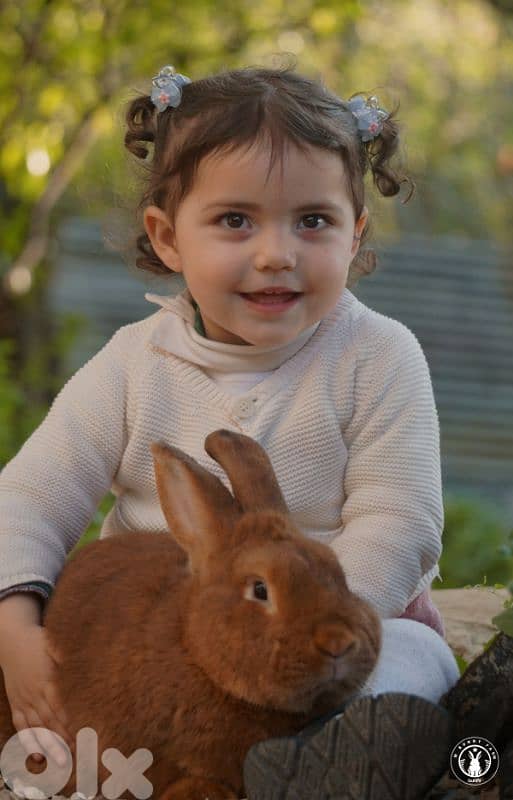 جميع سلالات الأرانب أجنبية نقية -  rabbit pure breed 12