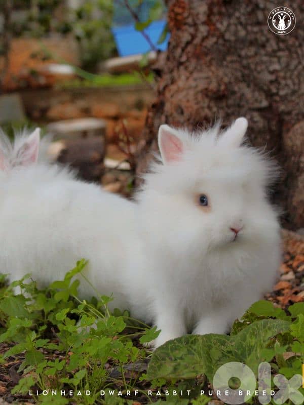 جميع سلالات الأرانب أجنبية نقية -  rabbit pure breed 13